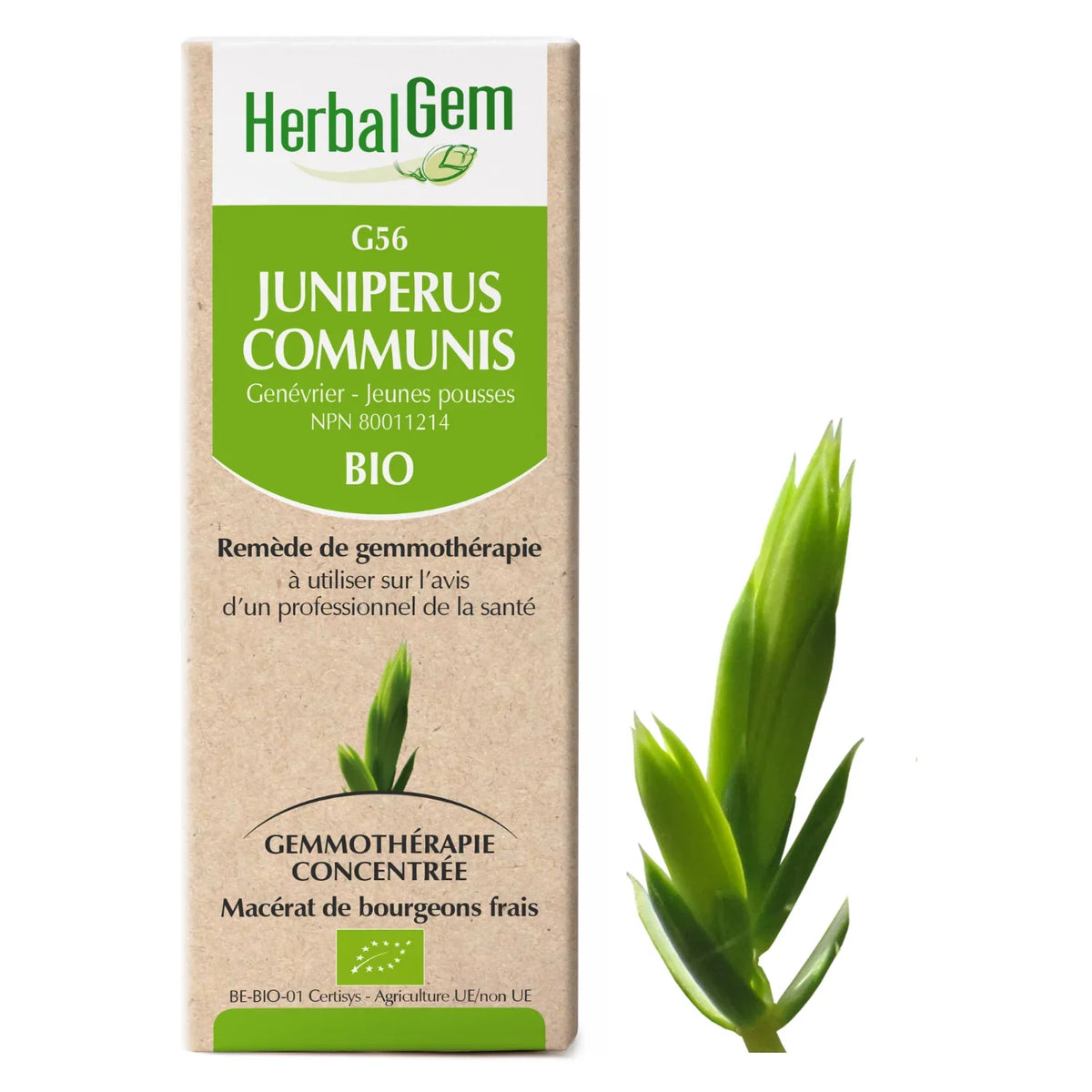 G56 - Juniperus Communis - Genévrier